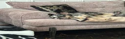 French Bulldog dogs for sale: For rehome french bulldog  - Advert 2