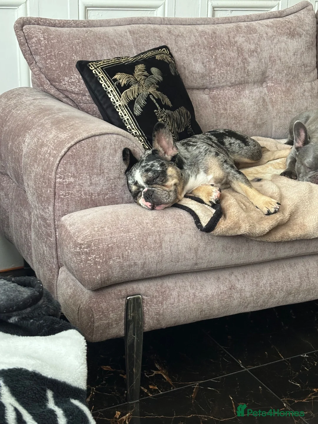 French Bulldog dogs for sale: For rehome french bulldog  - Advert 2