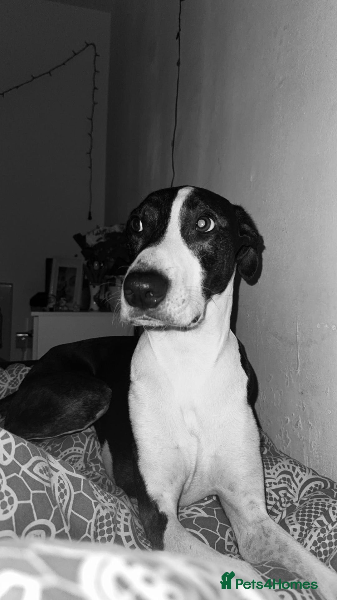 Mixed Breed dogs Lurcher/staff - Advert 2