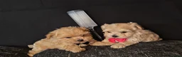 Maltipoo dogs for sale: Maltipoo Miny ready to Leave soon - Advert 16