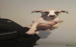 Whippet dogs for sale: Whippet pups - Image 3