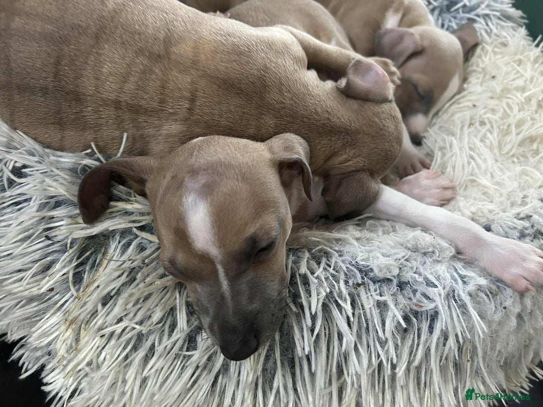Italian Greyhound dogs for sale: italian greyhound puppies for sale - Image 7
