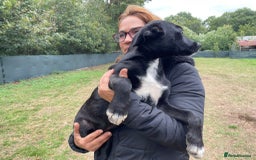 Mixed Breed dogs for adoption: Meet CASPER !  a Lovely Boy - for a Loving Home - Image 2