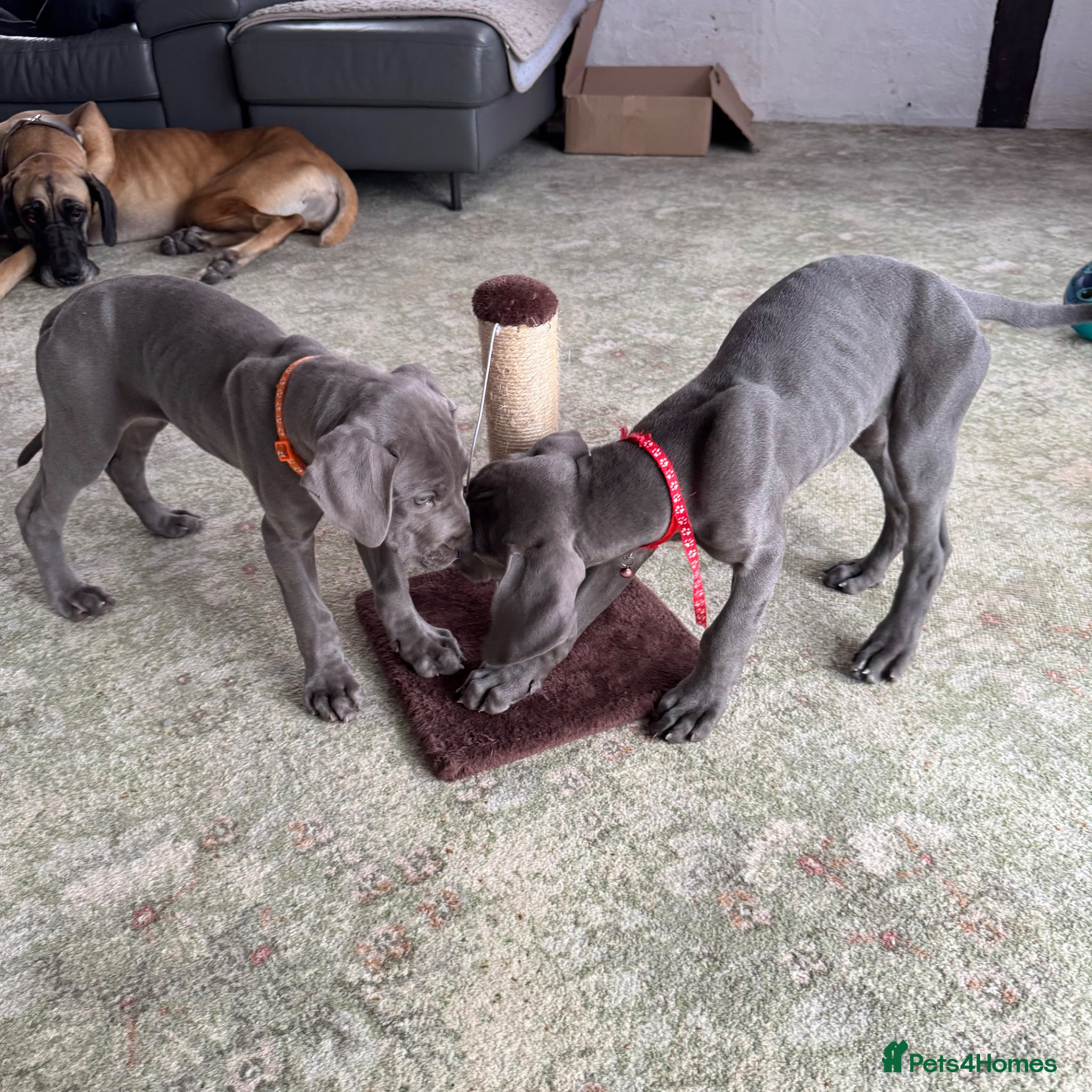 Great Dane dogs Gorgeous blue KC Great Danes.Ready now! - Advert 2