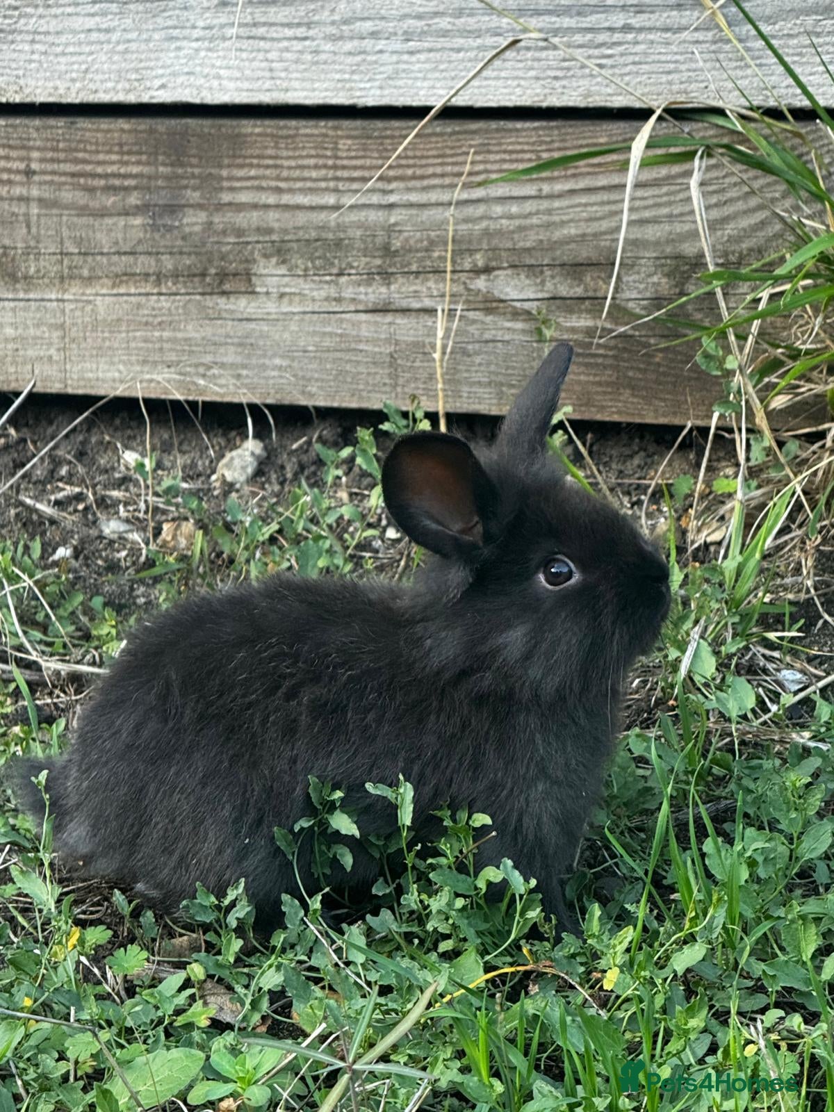 Mixed Breed rabbits for sale: Bunnies 🐰 🐇  for sale  - Advert 9
