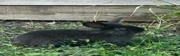 Mixed Breed rabbits for sale: Bunnies 🐰 🐇  for sale  - Advert 4