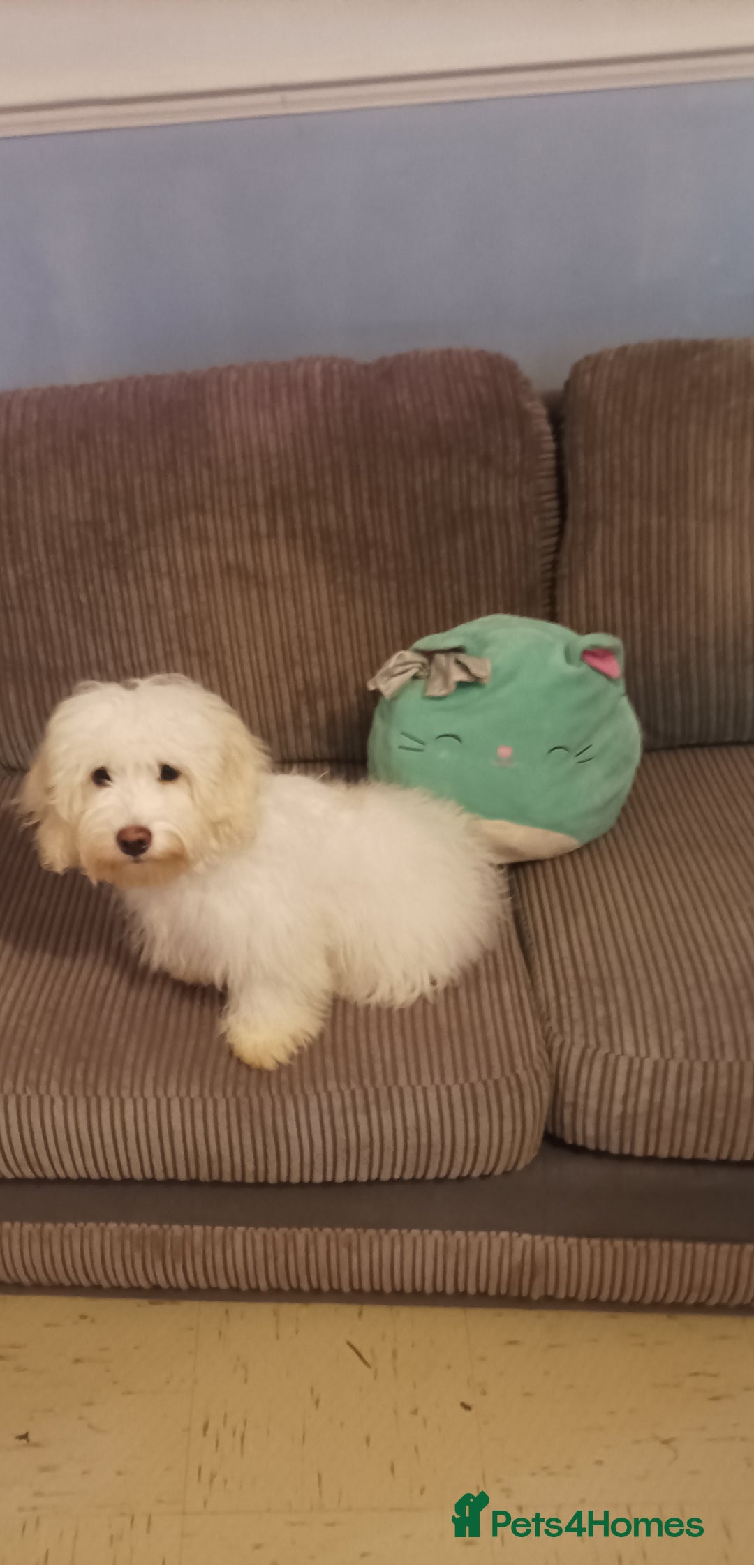 Maltipoo dogs for sale: Beautiful Maltipoo puppies  - Advert 9