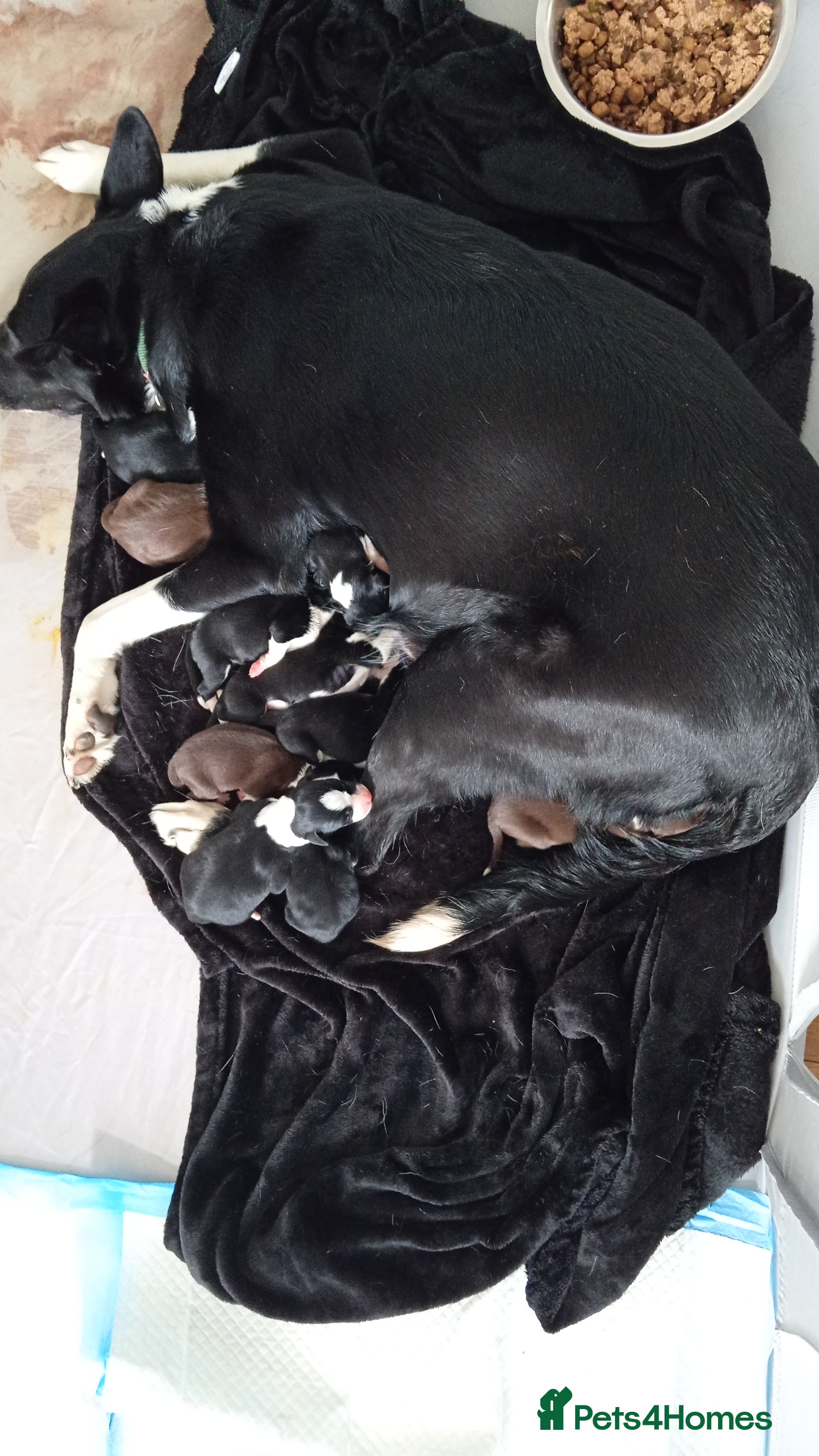 Sprollie dogs Gorgeous Sprollies puppies  - Advert 10