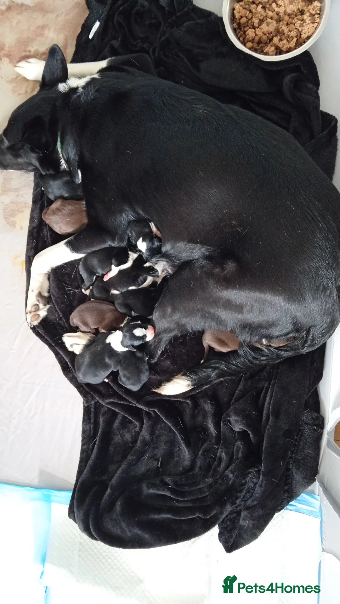 Sprollie dogs for sale: Gorgeous Sprollies puppies  Ready to leave  - Advert 2