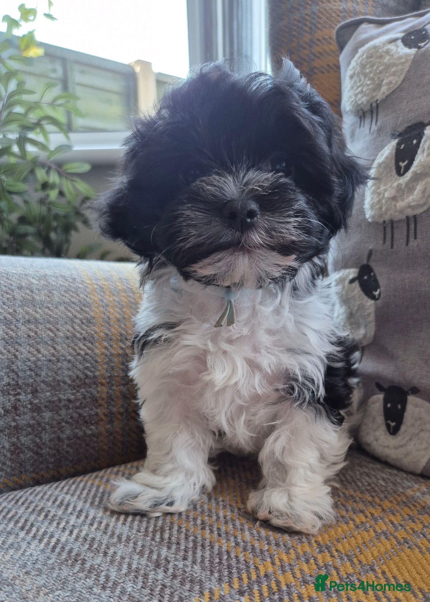 Maltese dogs Maltese/Havanese Puppies  - Advert 2