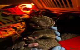 Great Dane dogs for sale: Great Dane puppies - Image 16