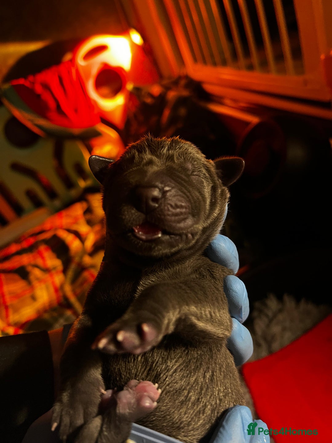 Great Dane dogs for sale: Great Dane puppies - Image 16