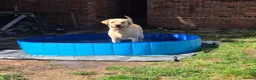 Labrador Retriever dogs for stud: STUD ONLY KC REGISTERED LABRADOR FTC BLOODLINES  in Southam - Advert 3