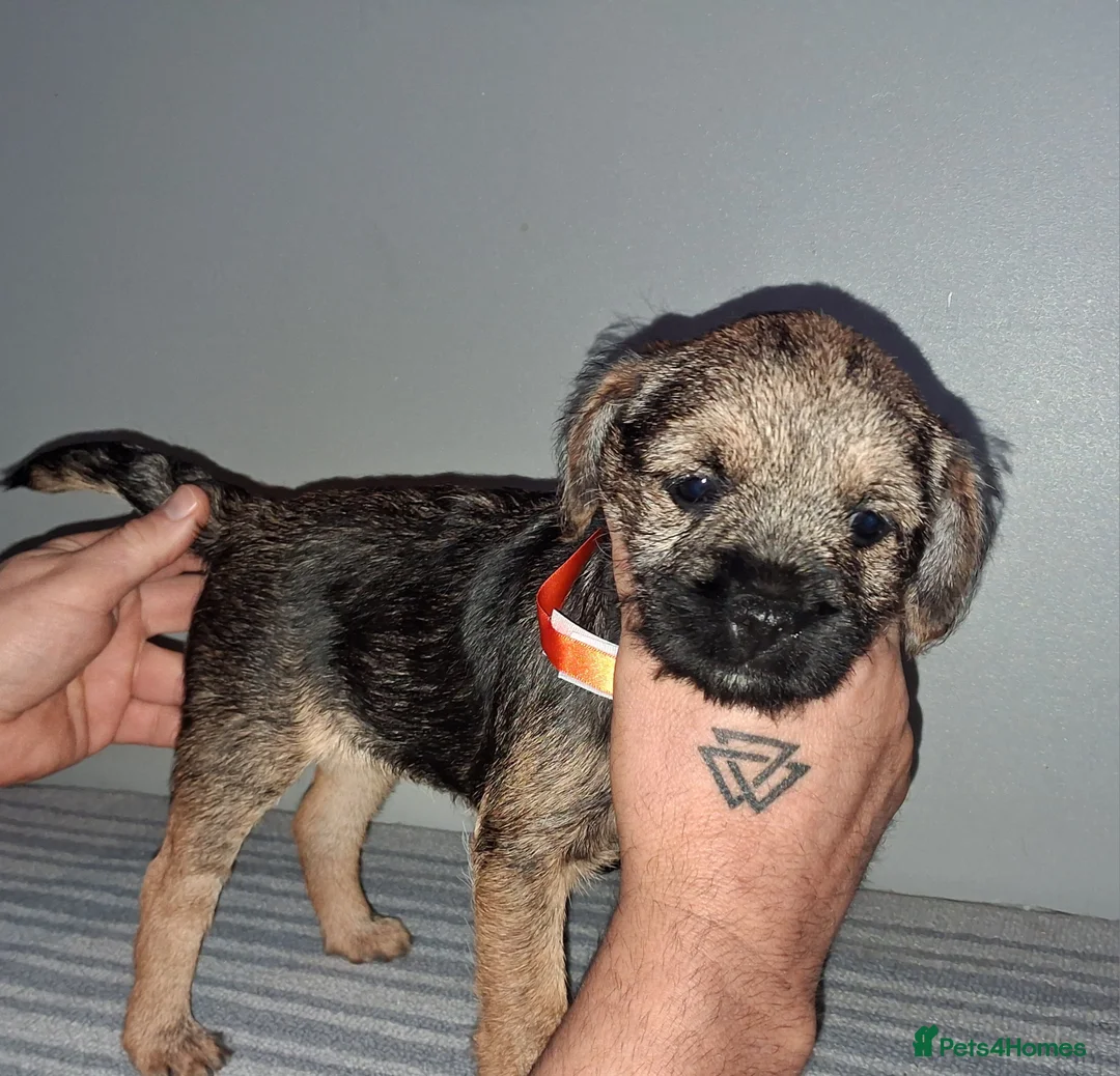 Border Terrier dogs for sale: Kc Reg Border Terrier Puppies  - Advert 17