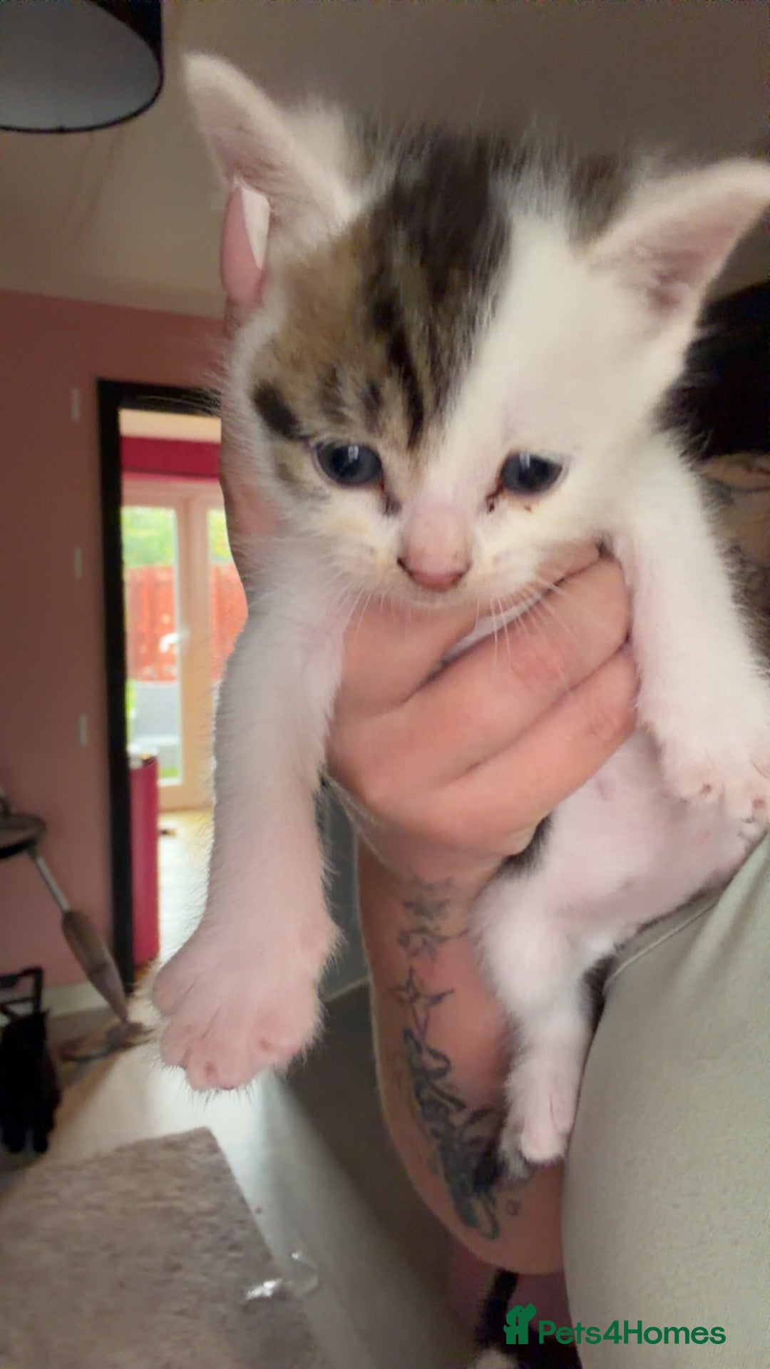 Mixed Breed cats 2 adorable kittens  - Advert 2