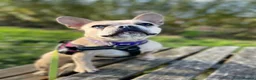 French Bulldog dogs for sale: Coco frenchie  - Advert 6
