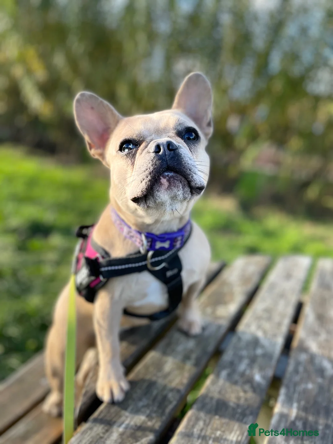 French Bulldog dogs for sale: Coco frenchie  - Advert 6