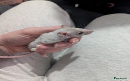 Rat rodents for sale: Male rats very friendly ready now  - Advert 2