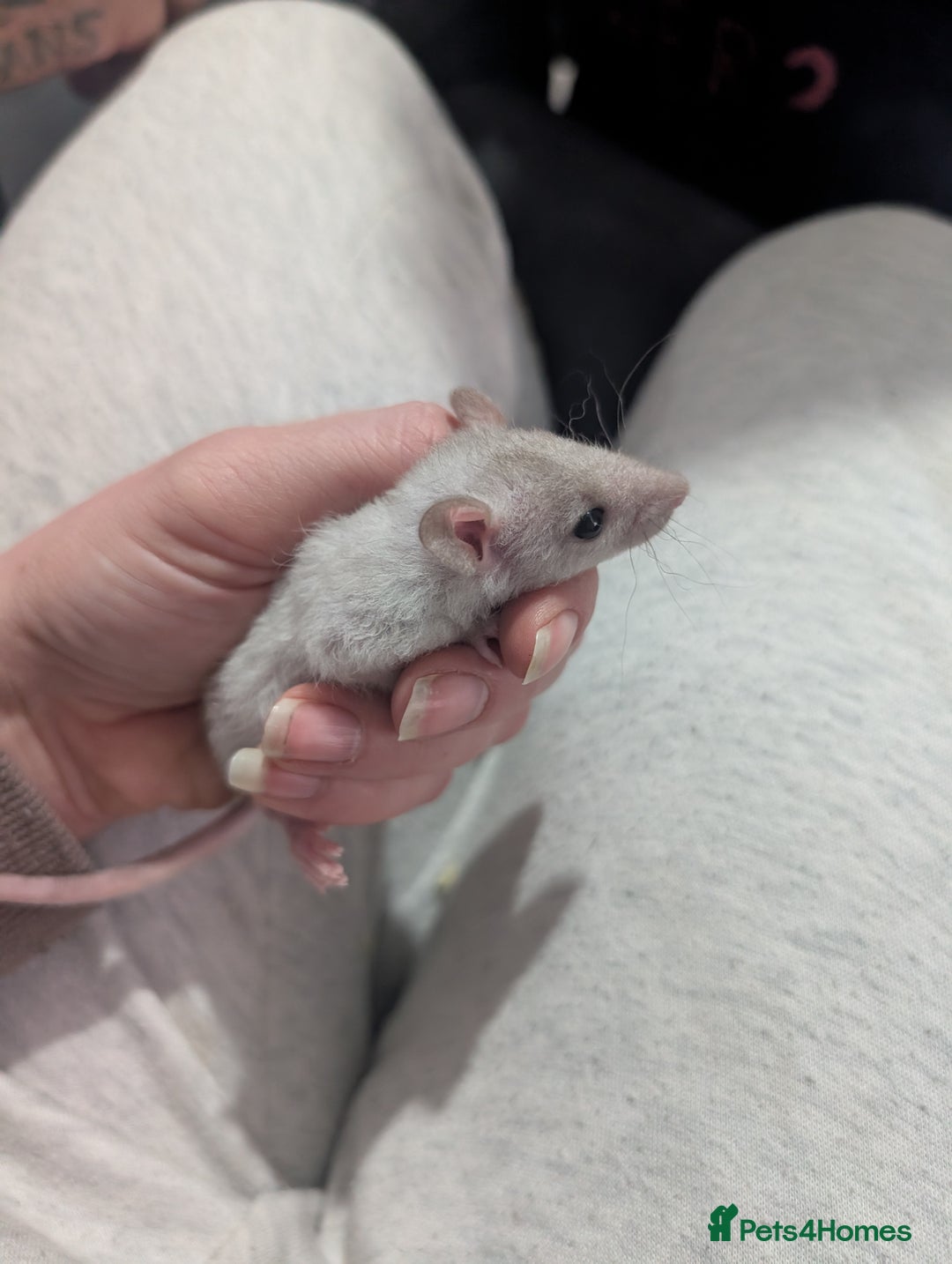 Rat rodents for sale: Male rats very friendly ready now  - Advert 2