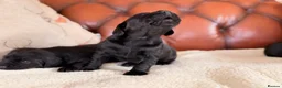 Cockerdor dogs for sale: Strong Chunky Cockerdor Puppies - Advert 15