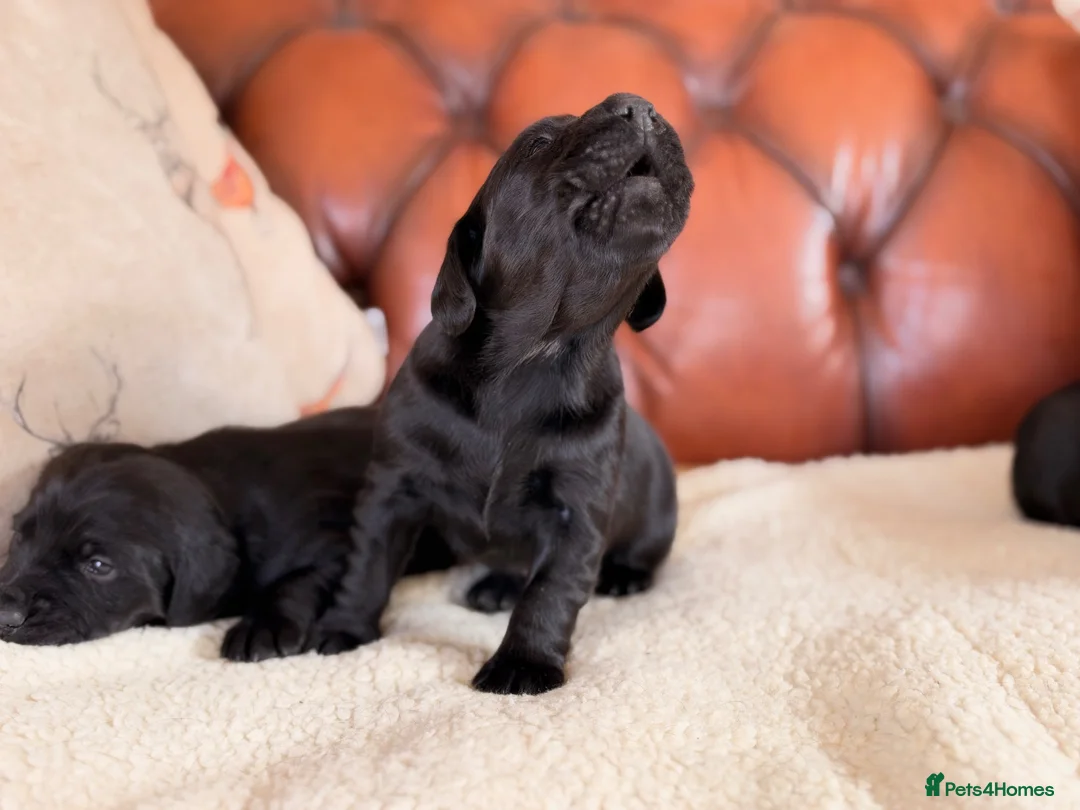 Cockerdor dogs for sale: Strong Chunky Cockerdor Puppies - Advert 15