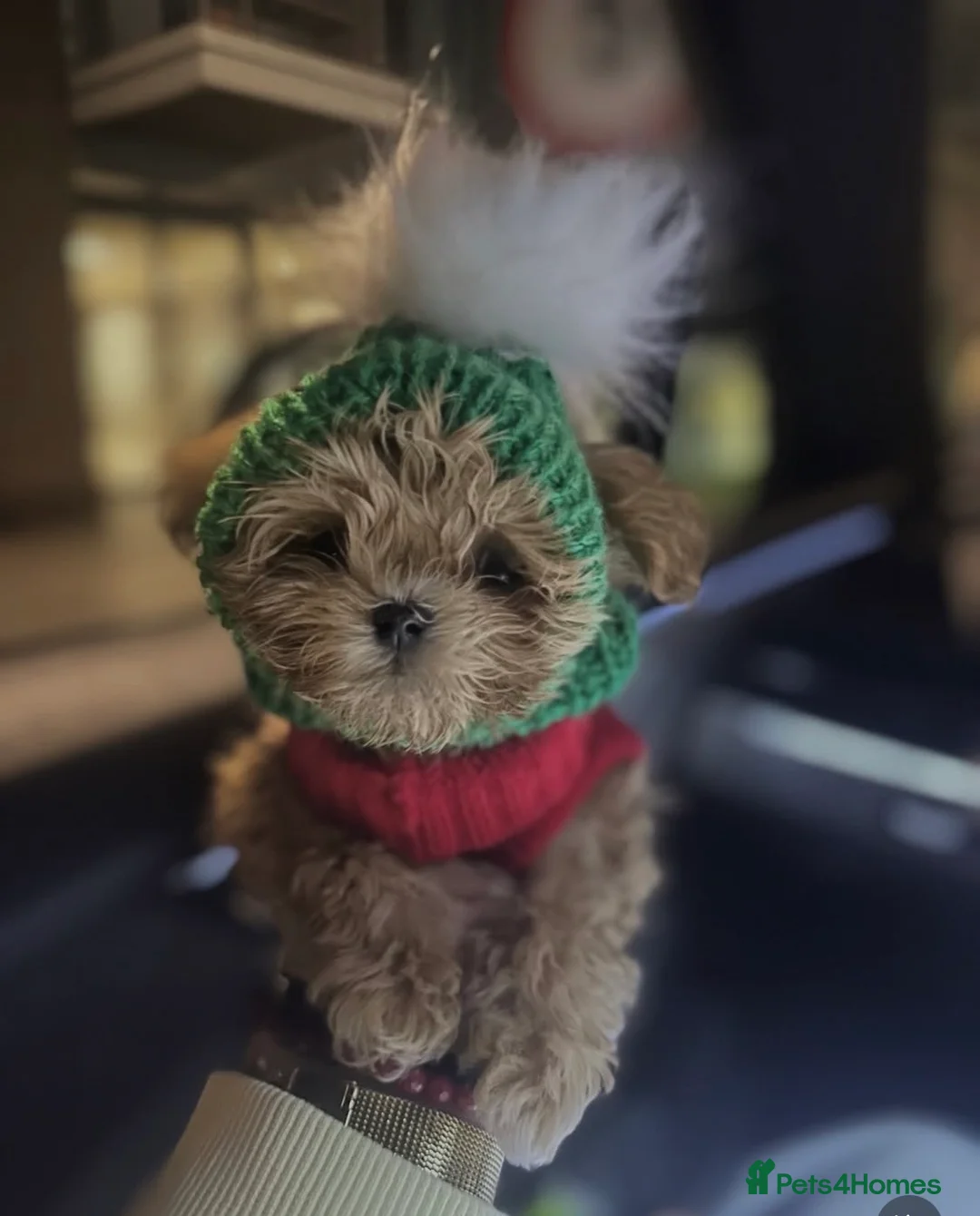 Maltipoo dogs for sale: The ONE AND ONLY 🧸 - Advert 7