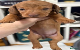 Miniature Dachshund dogs for sale: Miniature dachshund  - Image 2