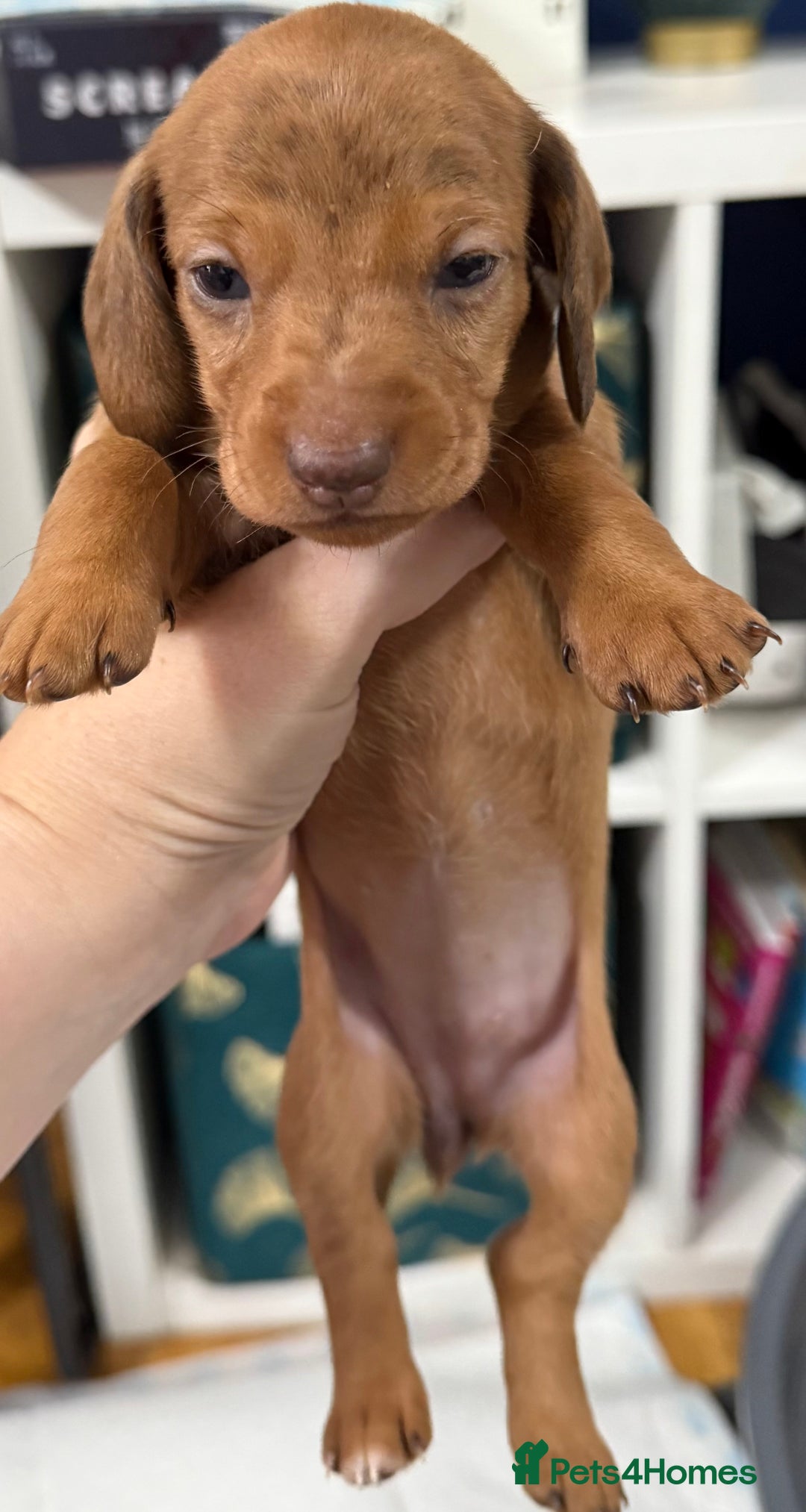 Miniature Dachshund dogs for sale: Miniature dachshund  - Image 2