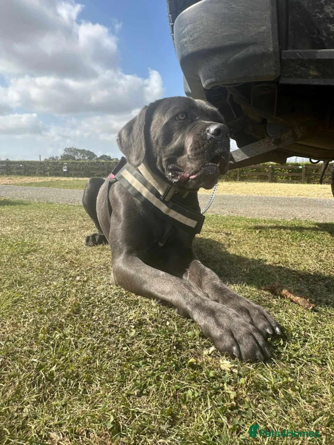 Cane Corso dogs for sale: Sapphire full breed corso - Advert 1