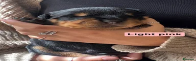 Rottweiler Puppy 4