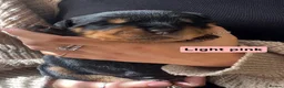 Rottweiler dogs for sale: Rottweiler Puppies  - Advert 17