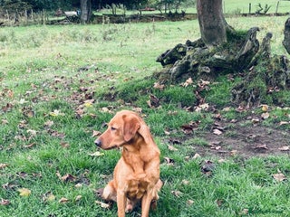 Labrador Retriever dogs in Darlington - Advert 6