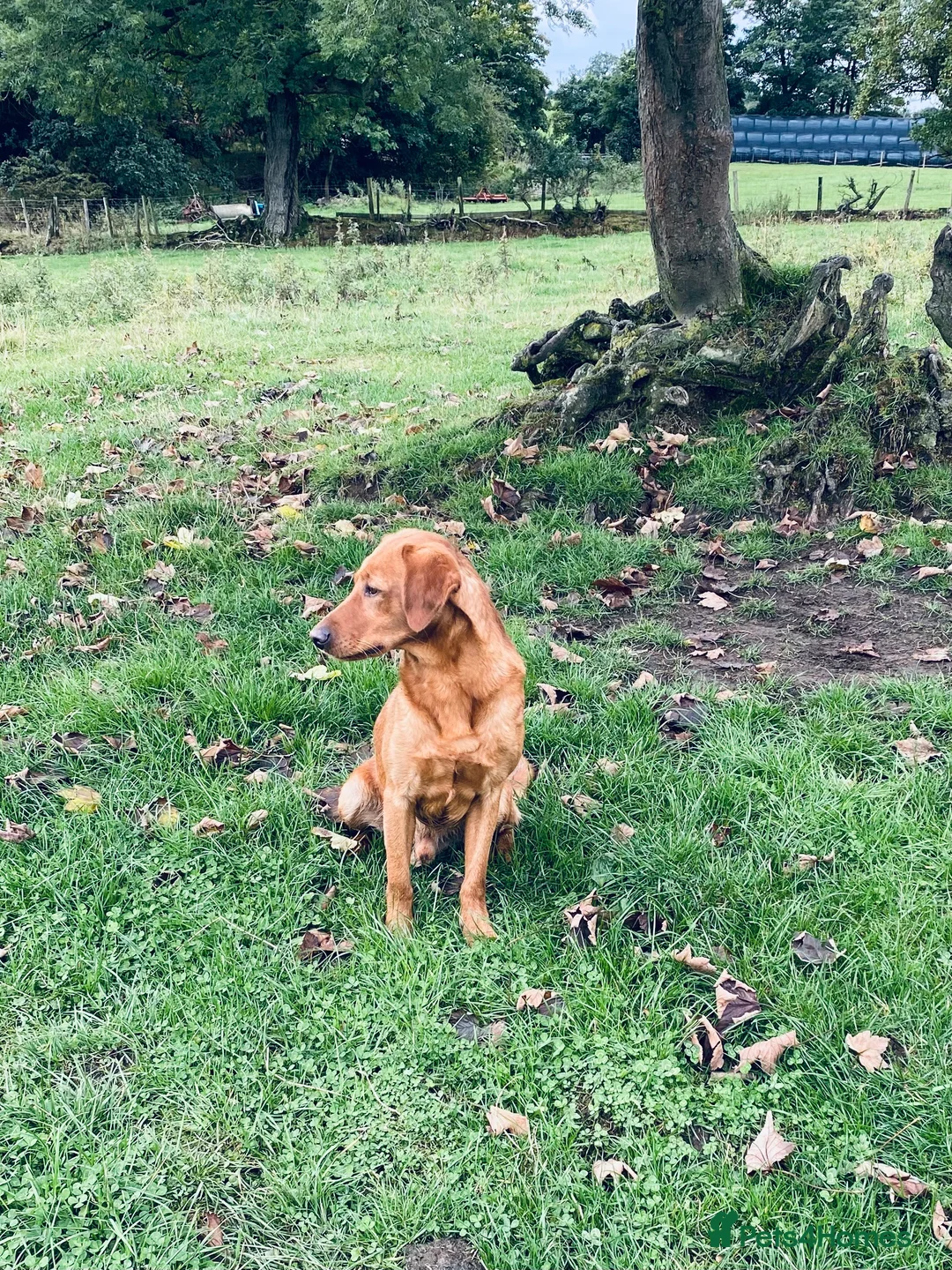 Labrador Retriever dogs for stud: Health clear,hip scored,KC Red Labrador for stud in Darlington - Advert 2
