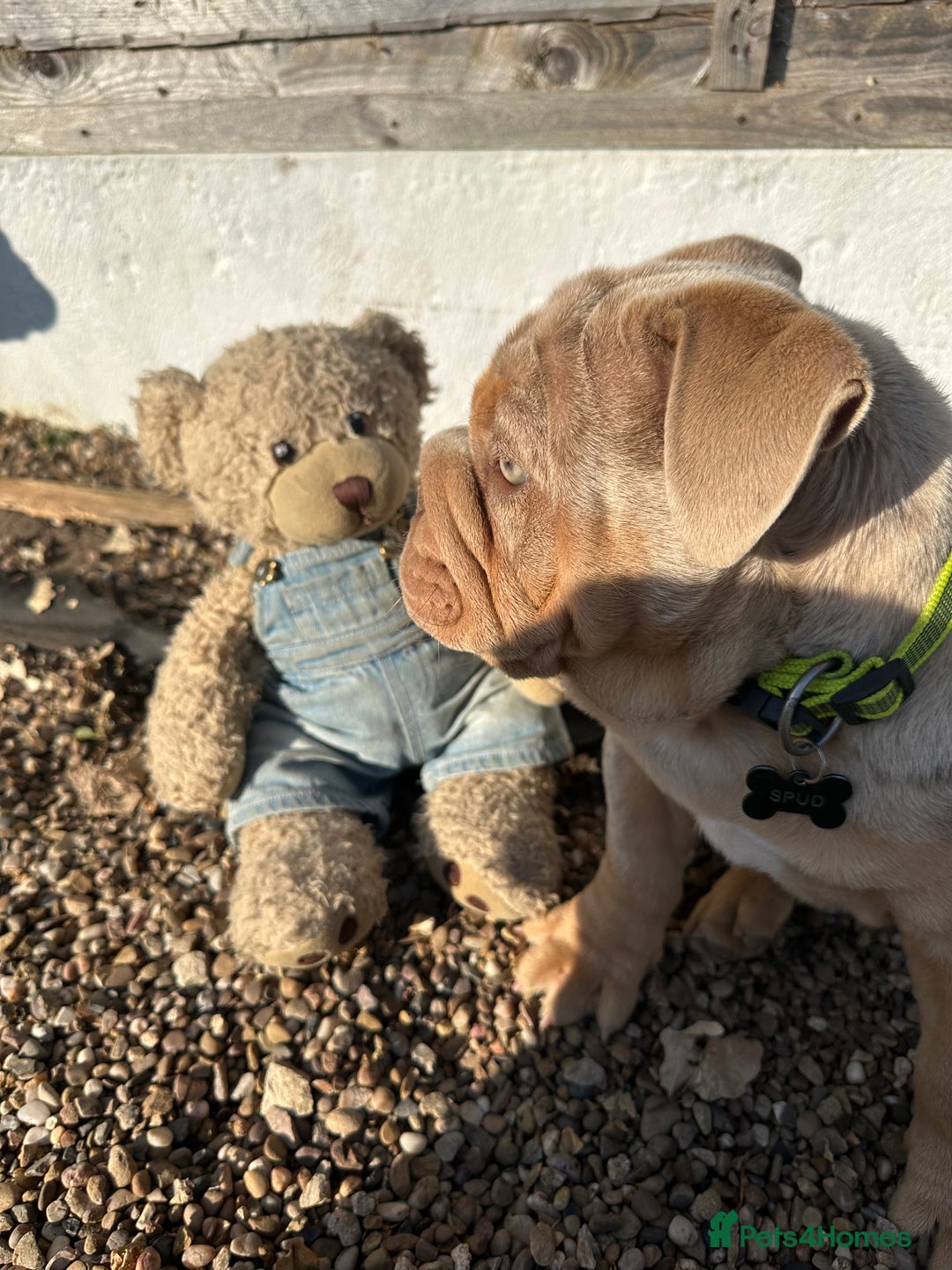 English Bulldog dogs for sale: Stunning Male English Bulldog with Piercing Eyes - Image 3