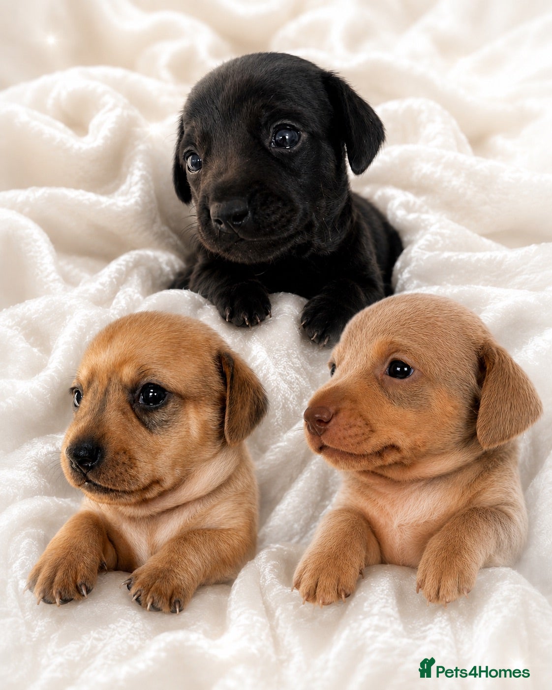 Chiweenie dogs 🐾 Beautiful Chiweenie puppies ready 04/09 - Advert 3