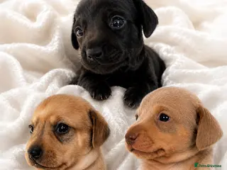 Chiweenie dogs 🐾 Beautiful Chiweenie puppies ready 04/09 - Advert 3