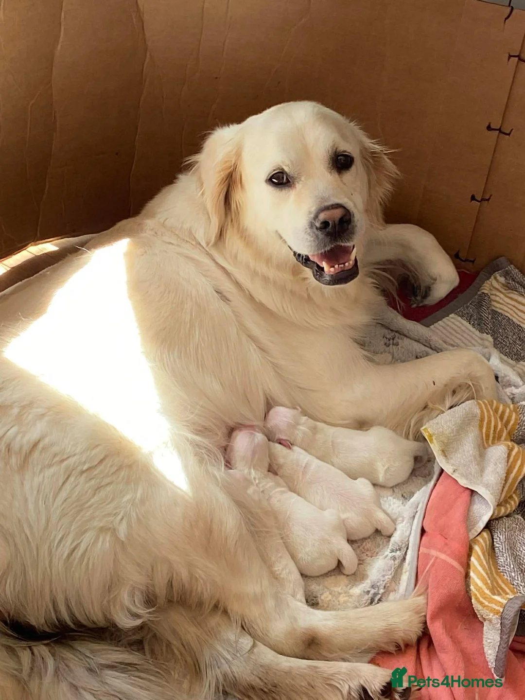 Golden Retriever dogs for sale: KC Registered Show Type Golden Retriever Puppies - Advert 2