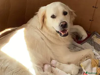 Golden Retriever dogs KC Registered Show Line Golden Retriever Puppies - Advert 1