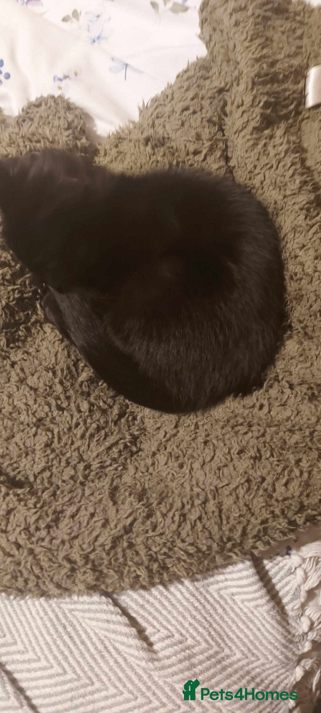 Domestic Shorthair cats for sale: Salem*please read description* - Advert 4