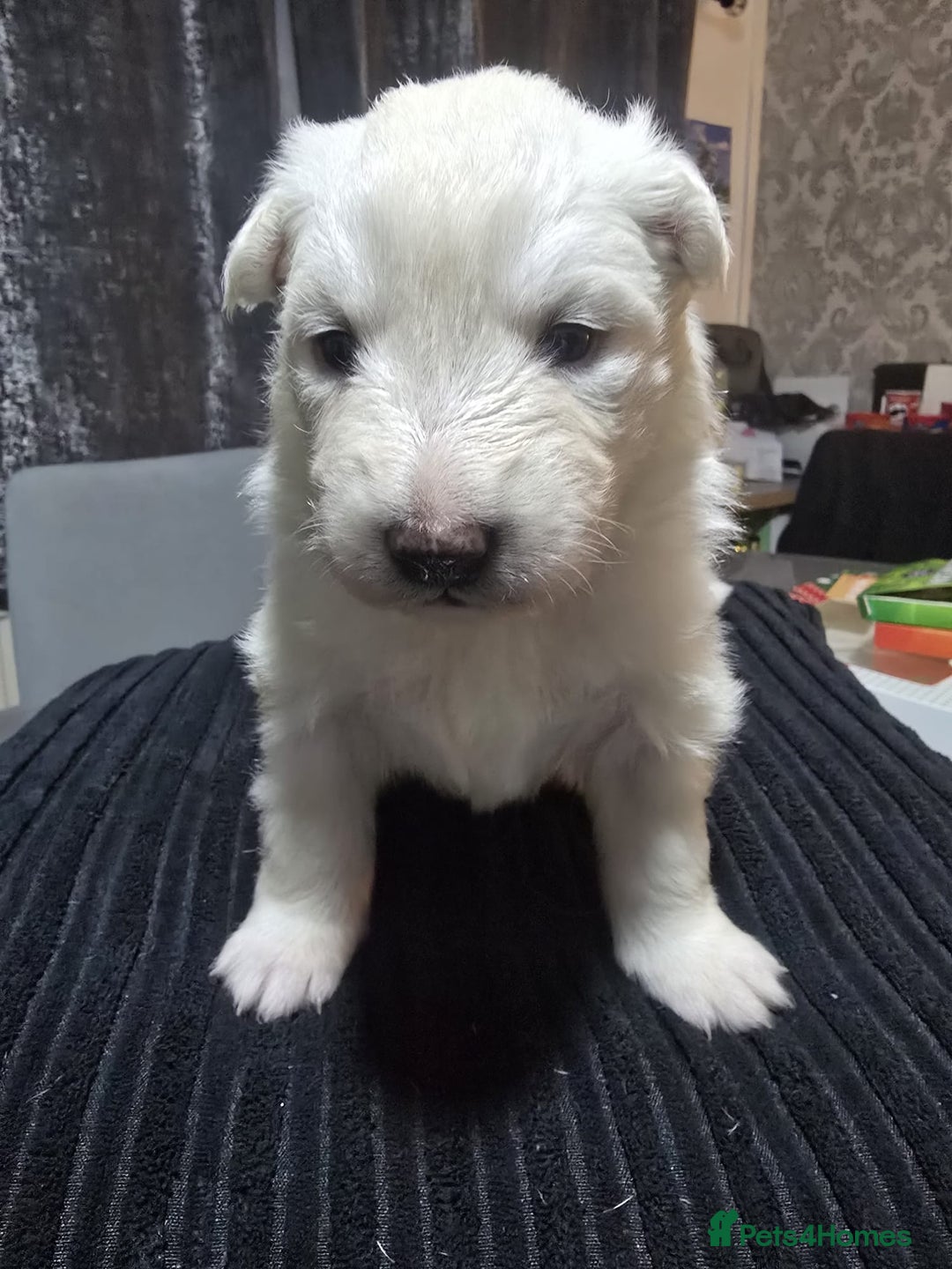 Siberian Husky dogs for sale: Husky pups - Advert 16