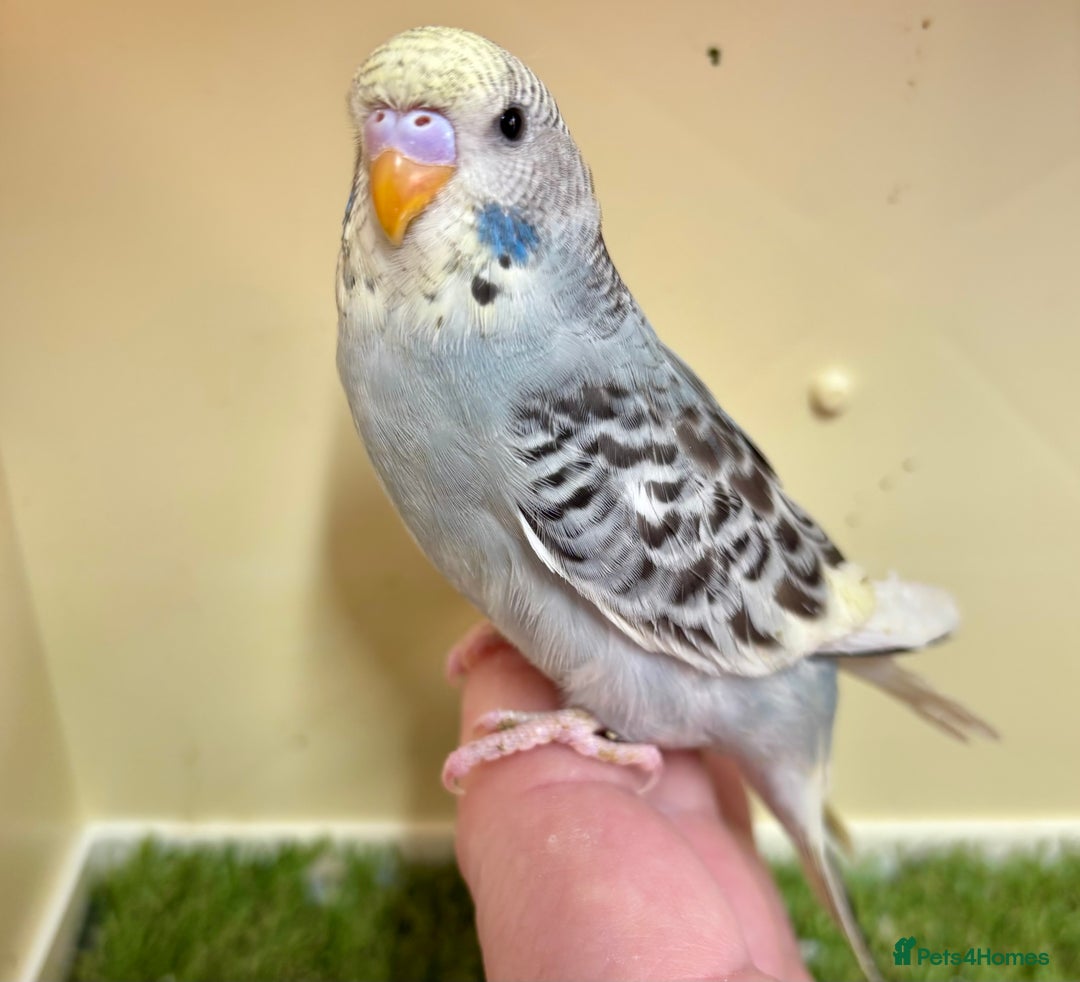 Budgerigars birds for sale: Beautiful baby budgies for sale  - Image 26