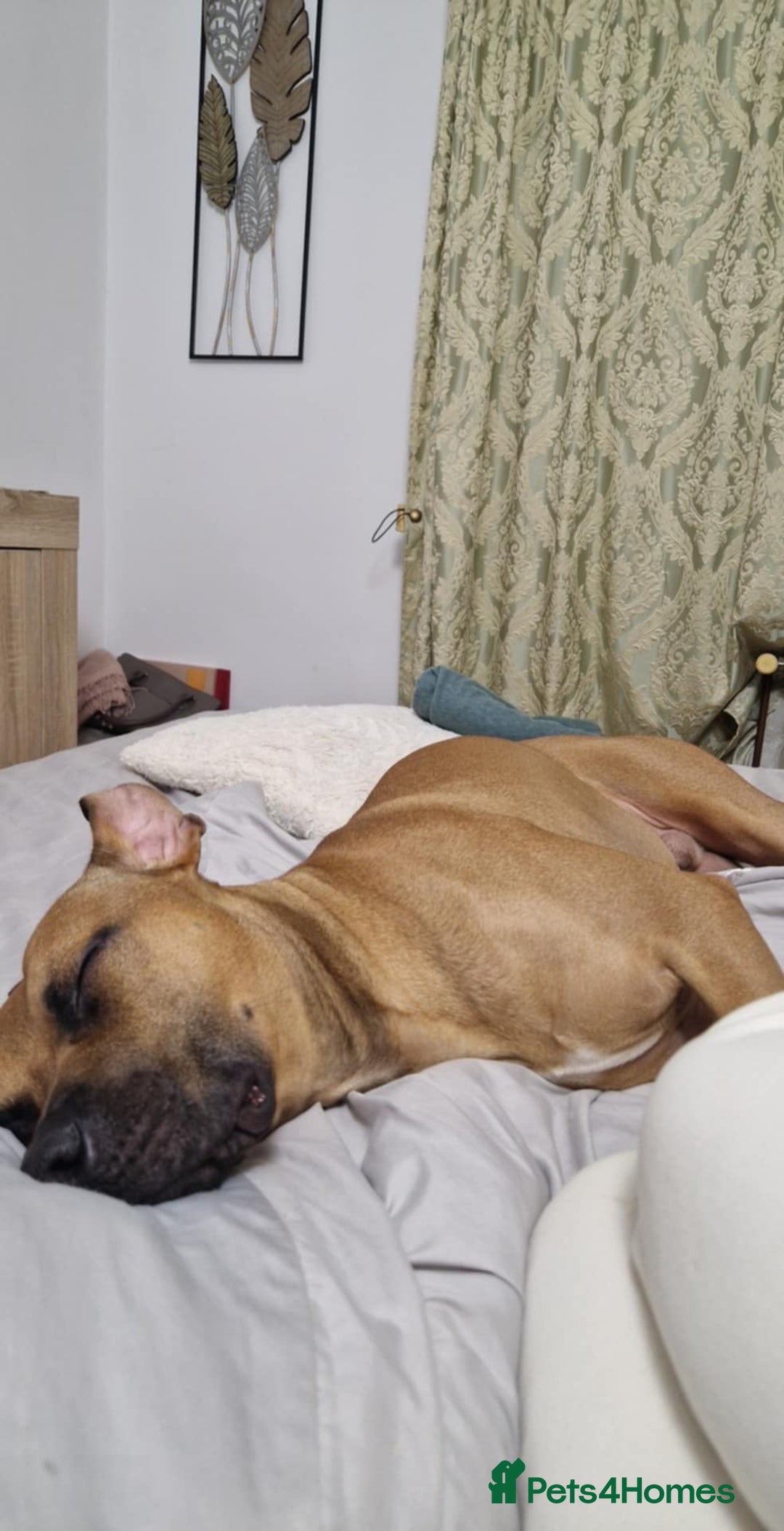 Mixed Breed dogs for sale: Jimmy Very loving staffy - Image 3