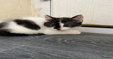 Mixed Breed cats - Advert 5