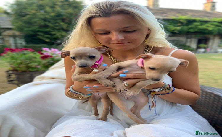 Italian Greyhound dogs - Advert 6
