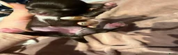 Chihuahua dogs for sale: Rare stunning chocolate chihuahua  - Advert 8