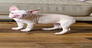 French Bulldog dogs - Advert 2