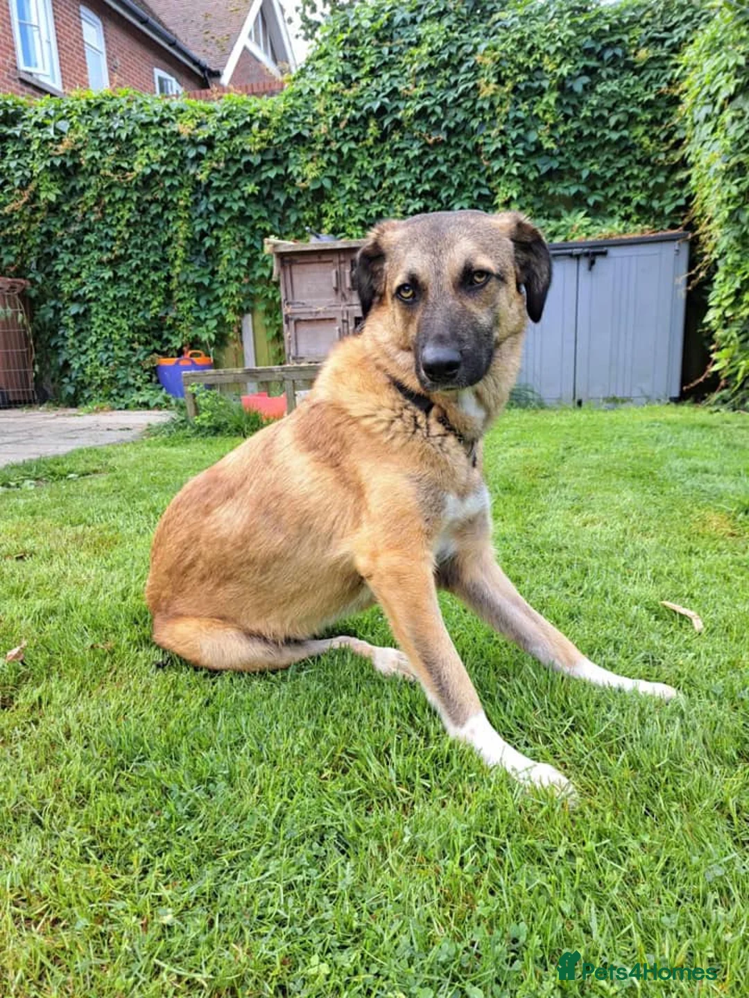 Mixed Breed dogs for adoption: Levi - Norwich Norfolk  - Advert 14
