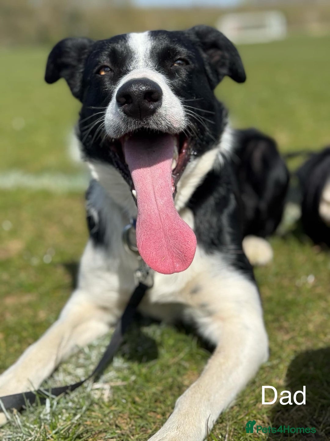 Border Collie dogs for sale: GIRL PUP READY FOR NEW HOME  - Advert 7
