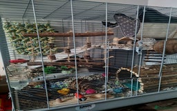 Rat rodents for sale: Starter rat cage with accessories and 2 rats. - Image 2