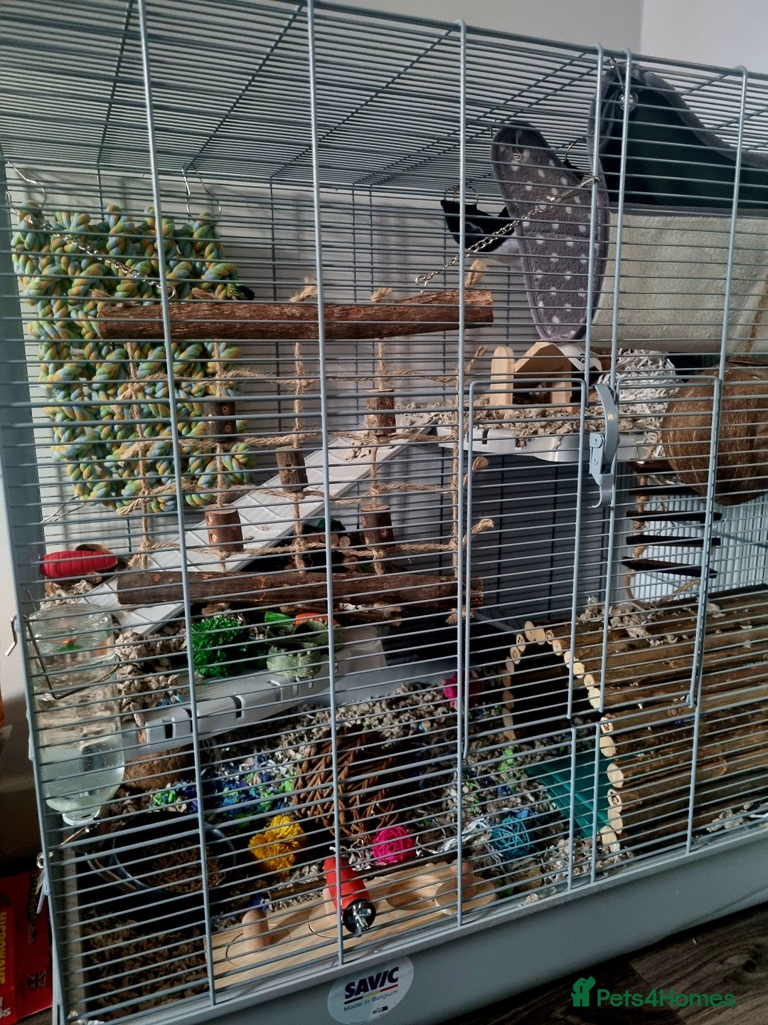 Rat rodents for sale: Starter rat cage with accessories and 2 rats. - Image 2